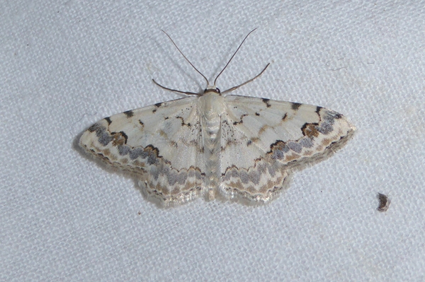 Scopula (Scopula) honestata